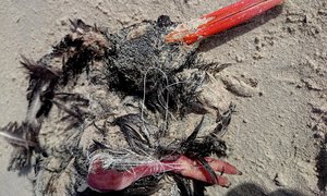 Verstrengelde Swarttobie